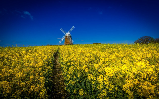 Windmill yellowflowers path tiltshift autumn free wallpaper for desktop - medium preview image