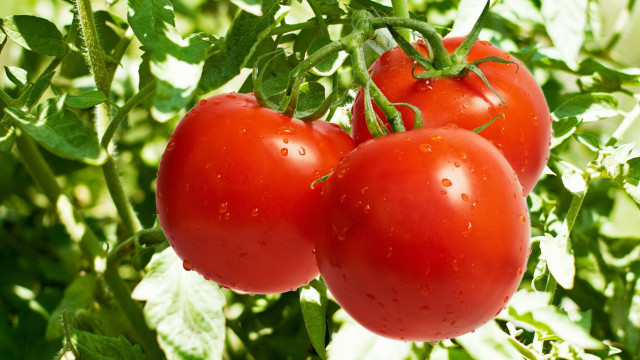 Three tomatoes garden water drops free wallpaper for desktop - medium preview image