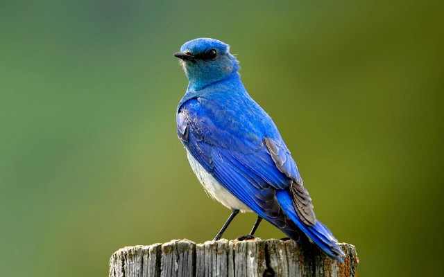 Blue bird wooden post green #2 free wallpaper for desktop - medium preview image