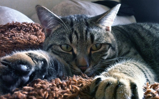 Cat blanket pillow oversized realistic free wallpaper for desktop - medium preview image