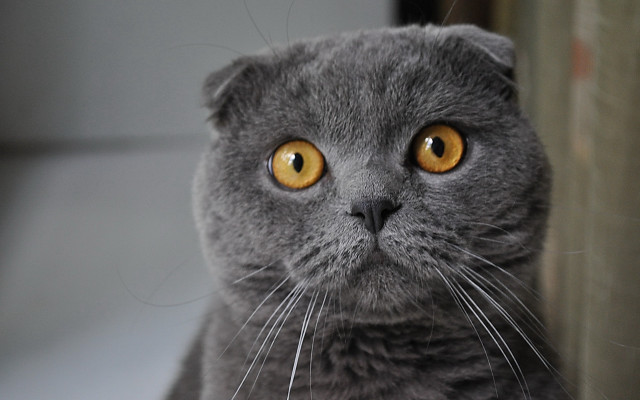 Gray cat yellow eyes curious free wallpaper for desktop - medium preview image