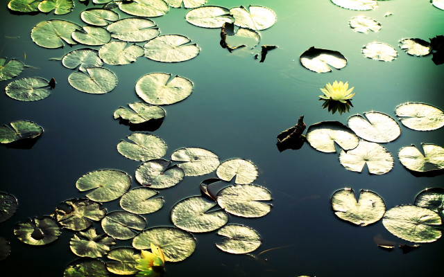 Pond water lilies leaves sunny free wallpaper for desktop - medium preview image