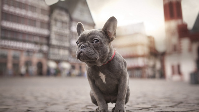 Small dog cobblestone street town free wallpaper for desktop - medium preview image