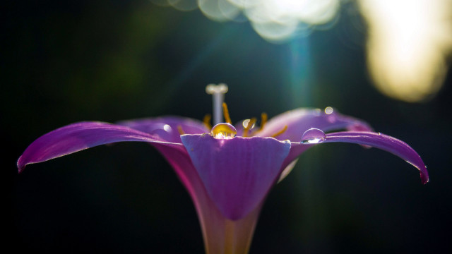 Purple flower yellow center green #15 free wallpaper for desktop - medium preview image