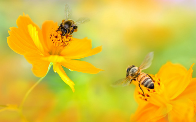 Bees yellowflower macro ecological art free wallpaper for desktop - medium preview image