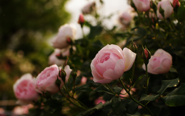 Pink roses garden bokeh macro #2 free wallpaper for desktop - medium preview image