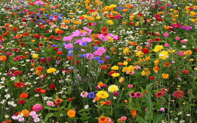 Flower field sky clouds puzzle free wallpaper for desktop - medium preview image