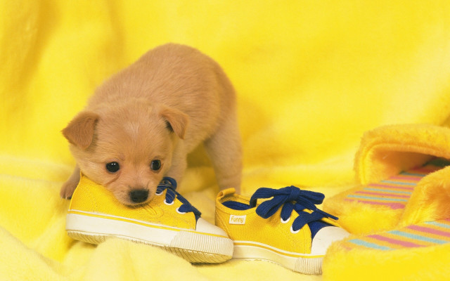 Puppy tennis shiba inu yellow free wallpaper for desktop - medium preview image