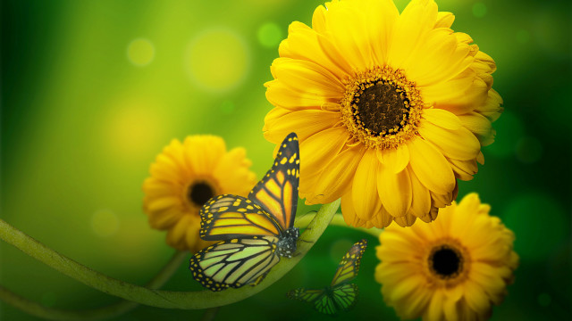 Yellow butterfly flower vibrant macro free wallpaper for desktop - medium preview image