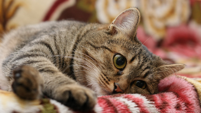 Sad cat blanket couch bokeh free wallpaper for desktop - medium preview image