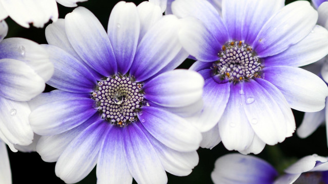 Purple bloom waterdrop bee macro free wallpaper for desktop - medium preview image