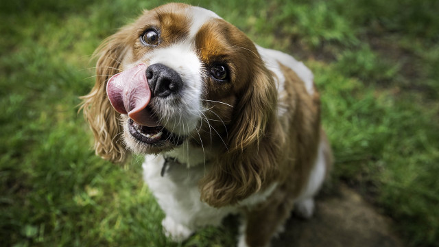 Long tongue dog field green free wallpaper for desktop - medium preview image
