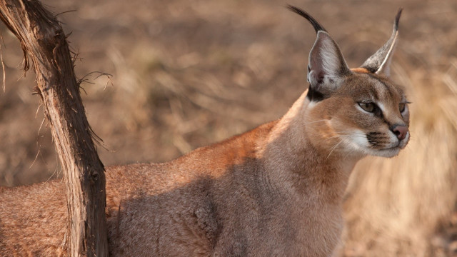 Cat tree field grass blurry free wallpaper for desktop - medium preview image