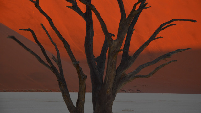 Lone tree desert red sky free wallpaper for desktop - medium preview image