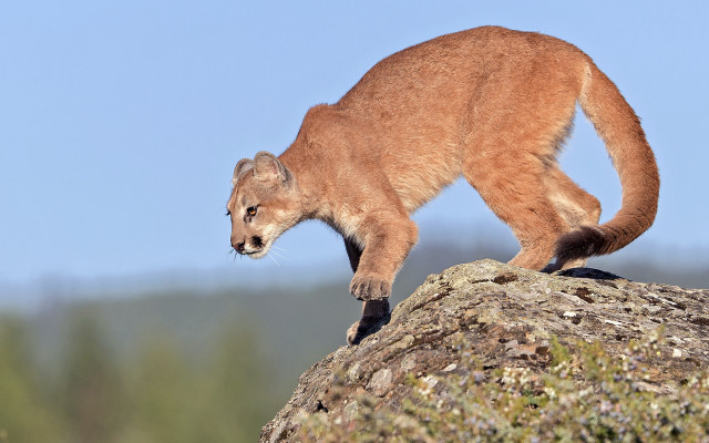 Small animal rock forest trees free wallpaper for desktop - medium preview image