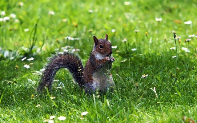 Squirrel eating nut in grass free wallpaper for desktop - medium preview image