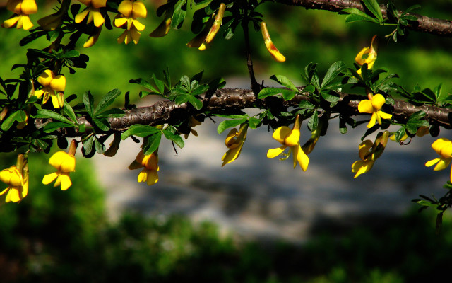 Branch yellow flowers park shallow free wallpaper for desktop - medium preview image