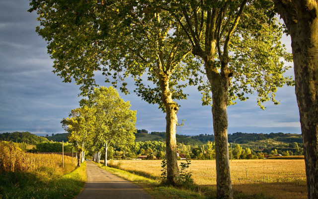 Road trees field blue sky #2 free wallpaper for desktop - medium preview image