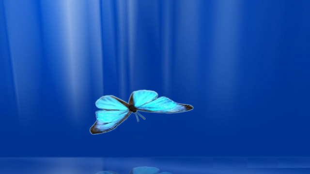 Blue butterfly reflection hologram magic free wallpaper for desktop - medium preview image