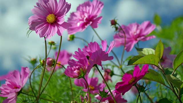 Pink flowers grass clouds macro free wallpaper for desktop - medium preview image