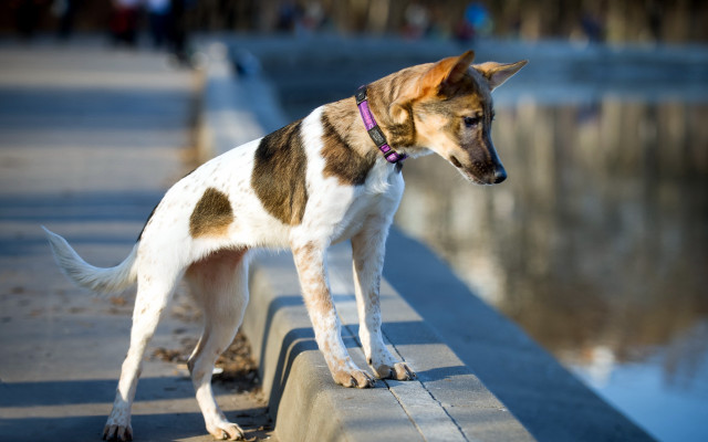 Dog ledge water people blurry free wallpaper for desktop - medium preview image