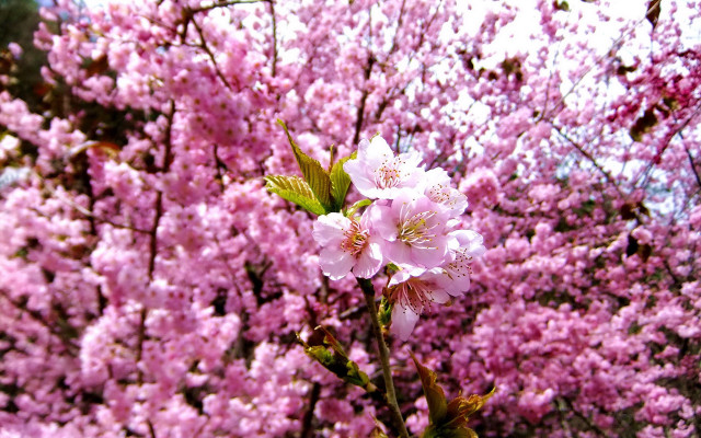 Pink flower tree sakura blossoms free wallpaper for desktop - medium preview image