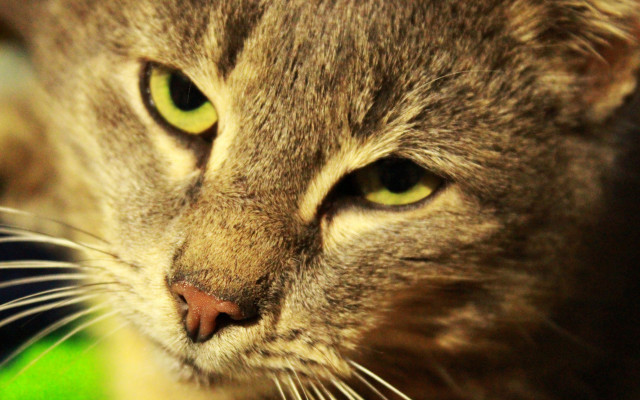 Green eyed cat close up free wallpaper for desktop - medium preview image