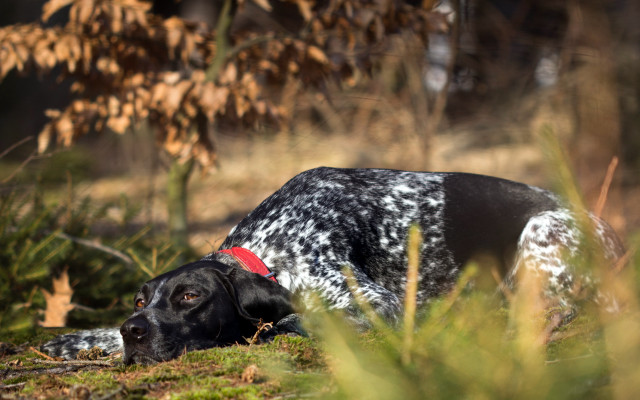 Dog grass red collar blurred free wallpaper for desktop - medium preview image