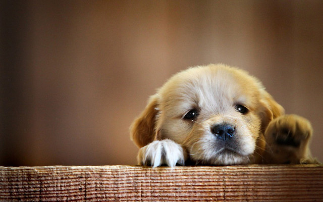 Puppy table furry melting dog free wallpaper for desktop - medium preview image