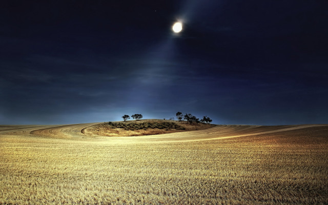 Moon field trees night bright free wallpaper for desktop - medium preview image