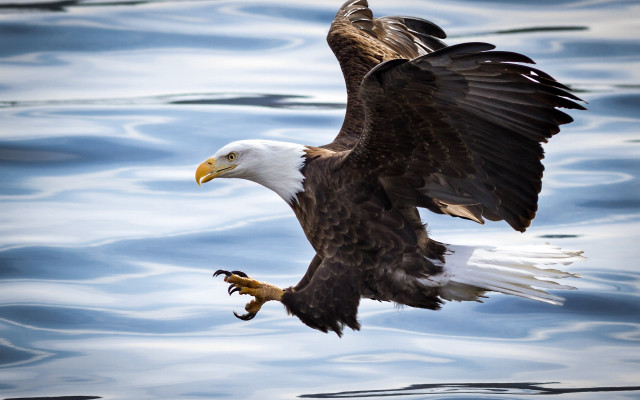 Bald eagle flying fish talons free wallpaper for desktop - medium preview image