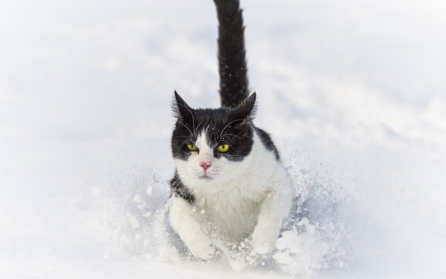 Black white cat running snow #4 free wallpaper for desktop - medium preview image