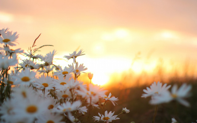 Daisy field autumn leaves bokeh free wallpaper for desktop - medium preview image
