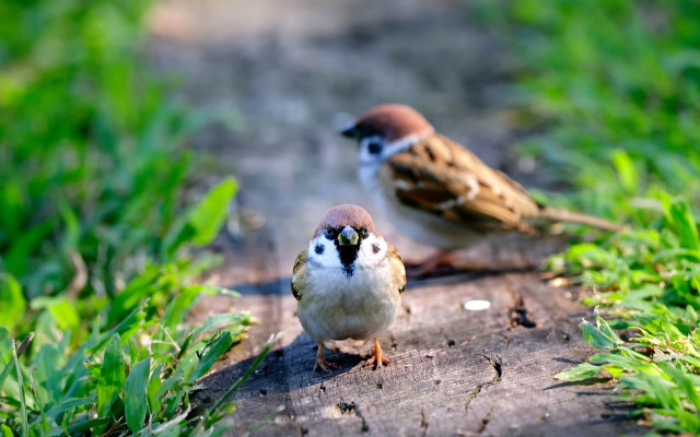 Birds log grass path blurry free wallpaper for desktop - medium preview image