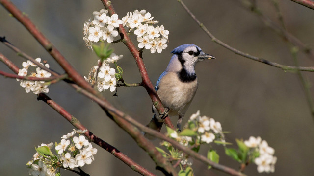 Blue white bird branch flower free wallpaper for desktop - medium preview image