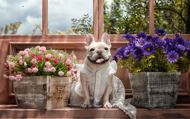 Dog flowers window sill basket free wallpaper for desktop - medium preview image