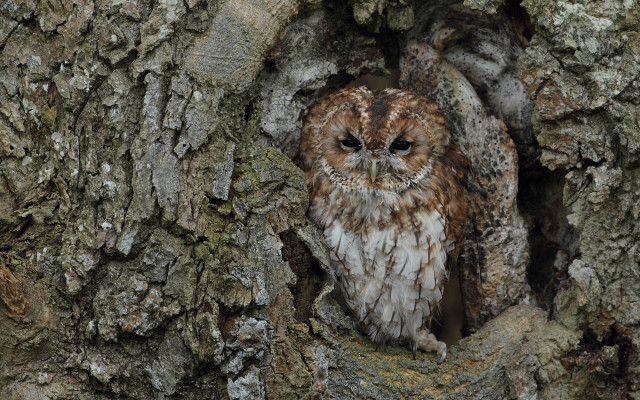 Small owl in tree trunk free wallpaper for desktop - medium preview image
