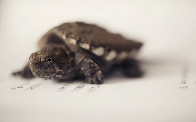 Small turtle white paper ecological free wallpaper for desktop - medium preview image