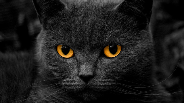 Black cat gothic portrait yellow free wallpaper for desktop - medium preview image