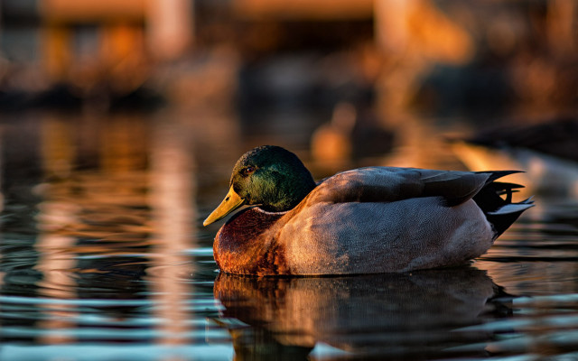 Duck water building streetlight reflection free wallpaper for desktop - medium preview image