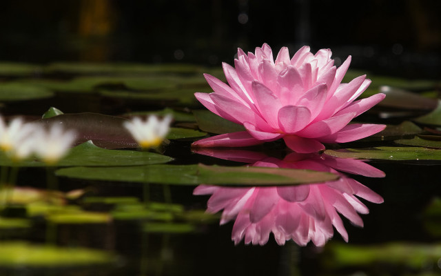 Pink flower floating pond lilies #2 free wallpaper for desktop - medium preview image