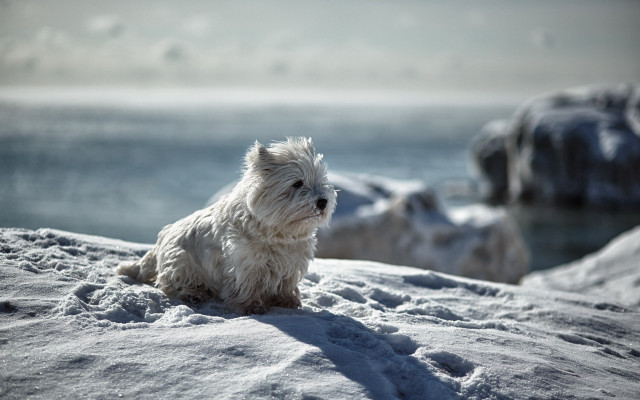 Small white dog snow hill free wallpaper for desktop - medium preview image