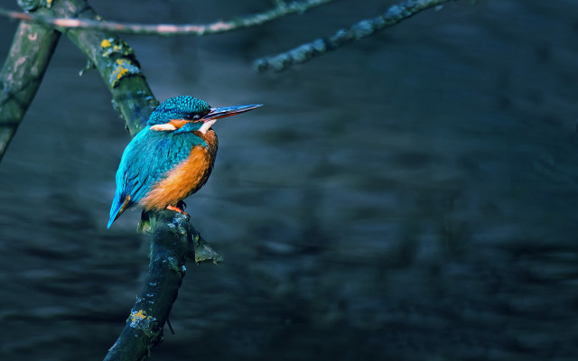 Colorful bird perched branch open #2 free wallpaper for desktop - medium preview image