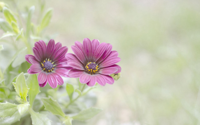 Purple flower bee macro shallow free wallpaper for desktop - medium preview image