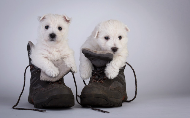 White dogs on shoes animal free wallpaper for desktop - medium preview image