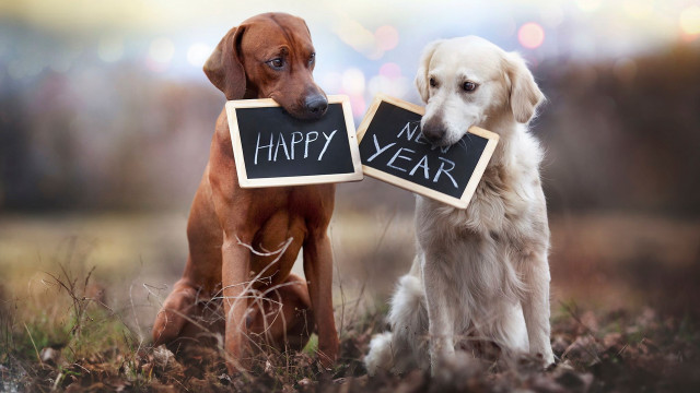 Dogs holding chalkboards happy new free wallpaper for desktop - medium preview image