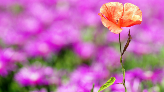 Orange flower purple field green free wallpaper for desktop - medium preview image