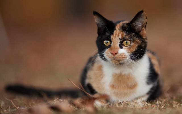 Black cat serious eye focus free wallpaper for desktop - medium preview image