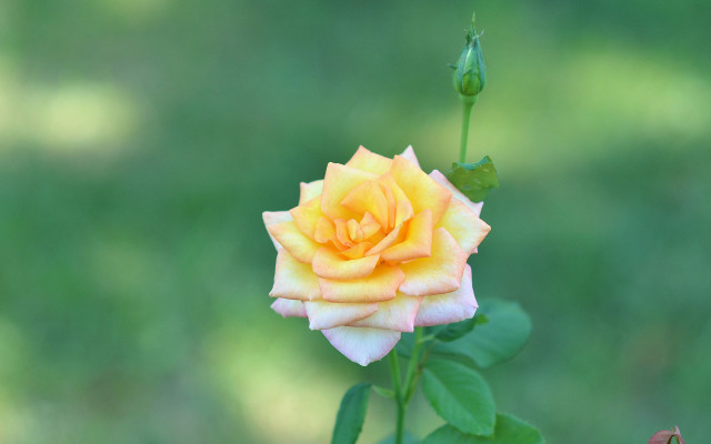 Yellow rose green stem macro free wallpaper for desktop - medium preview image