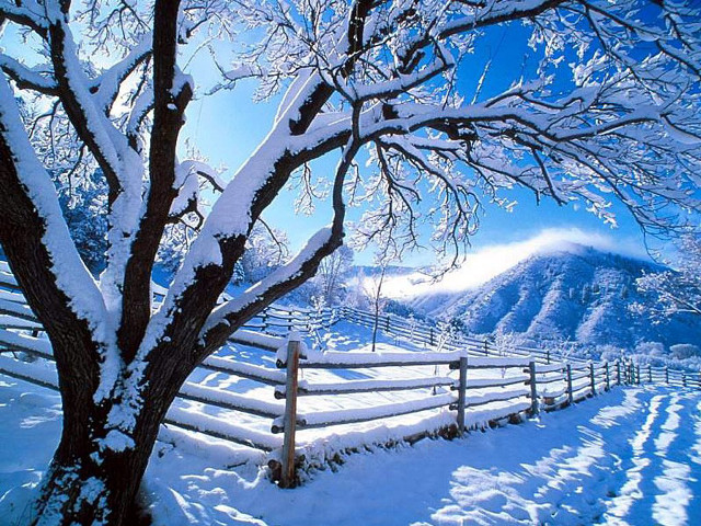 Snowy fence tree mountain blue free wallpaper for desktop - medium preview image
